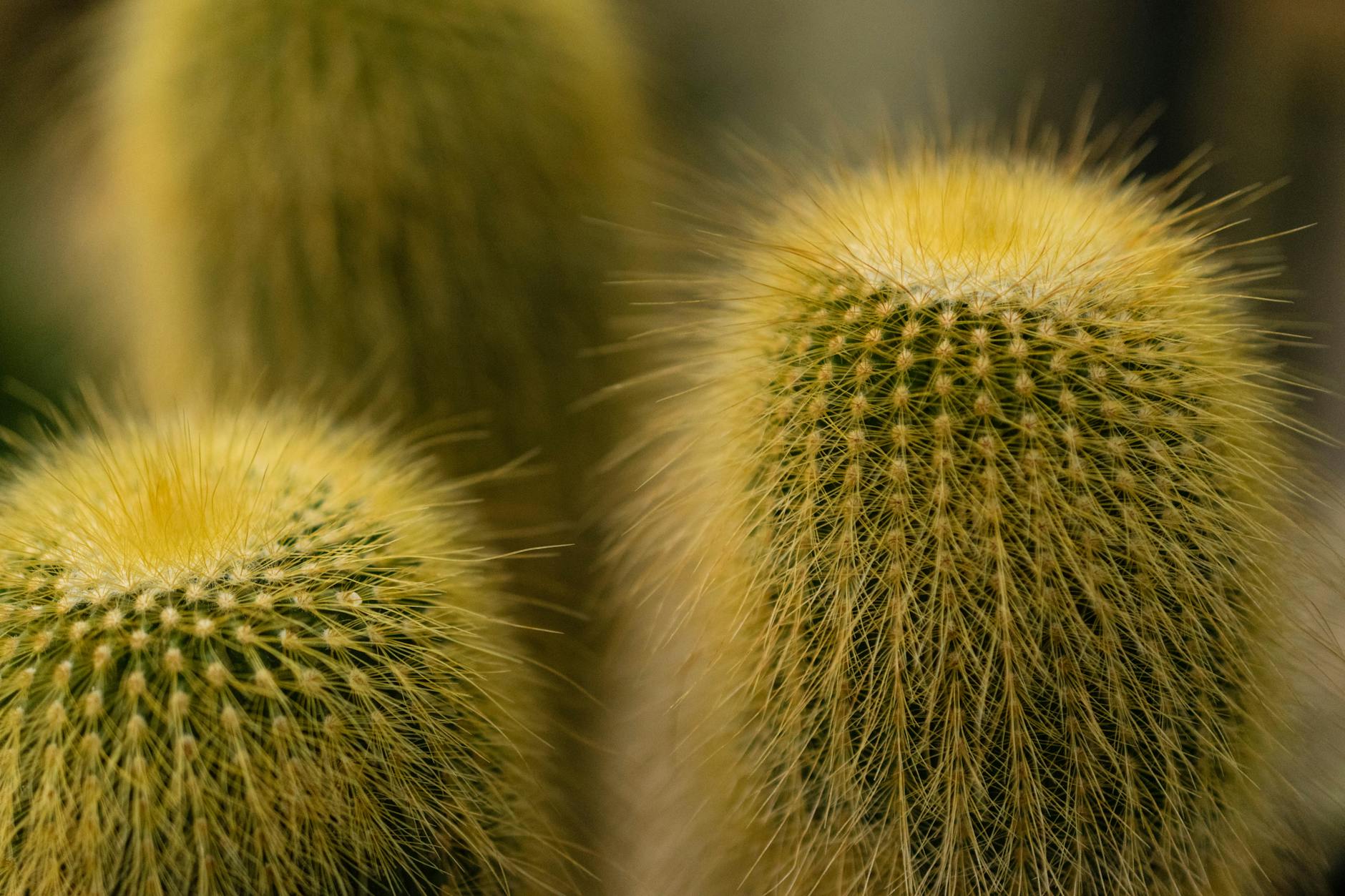 New Cactus Garden Blooms at Desert Botanical Garden