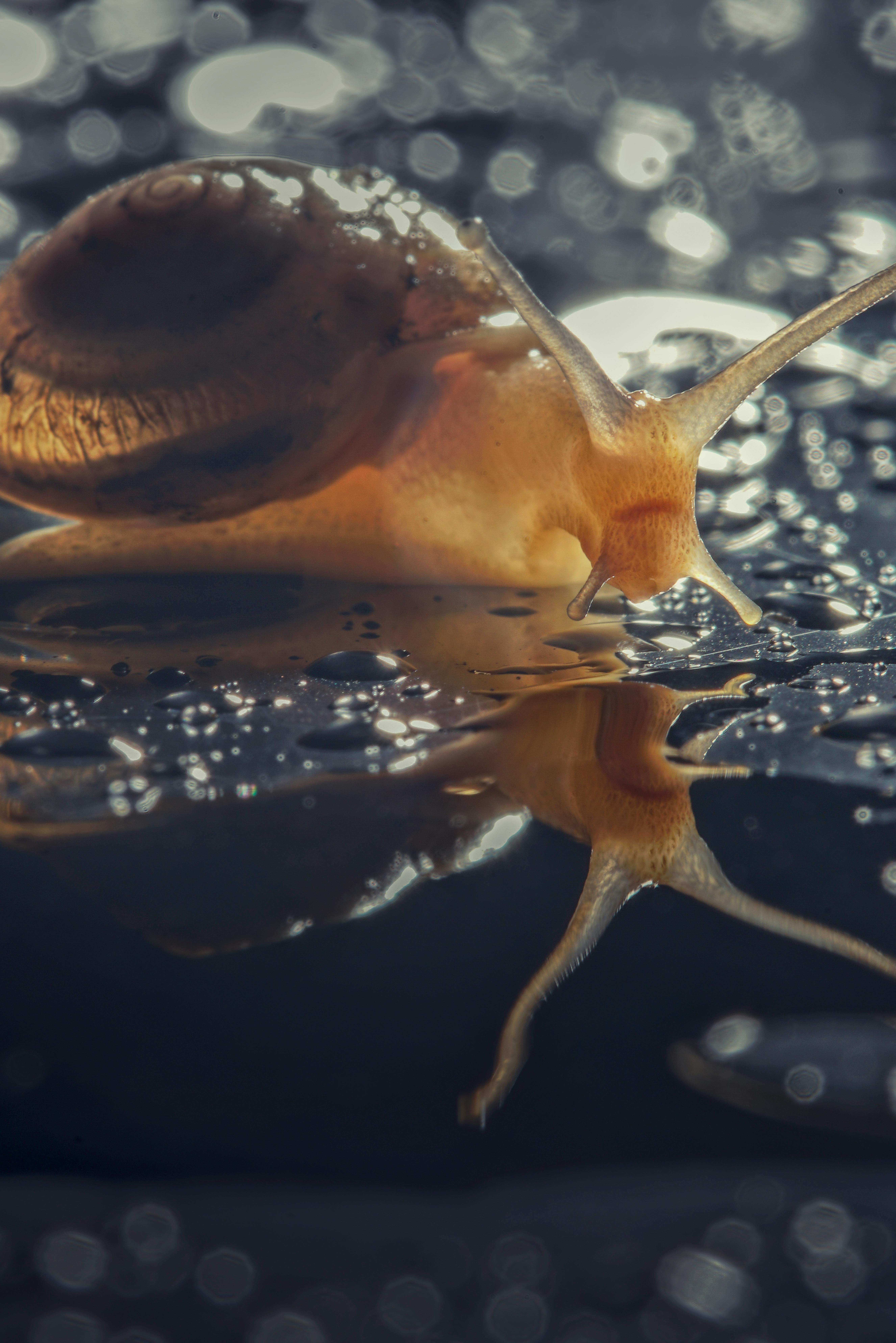 Brown Snail Crawling on Wet Surface