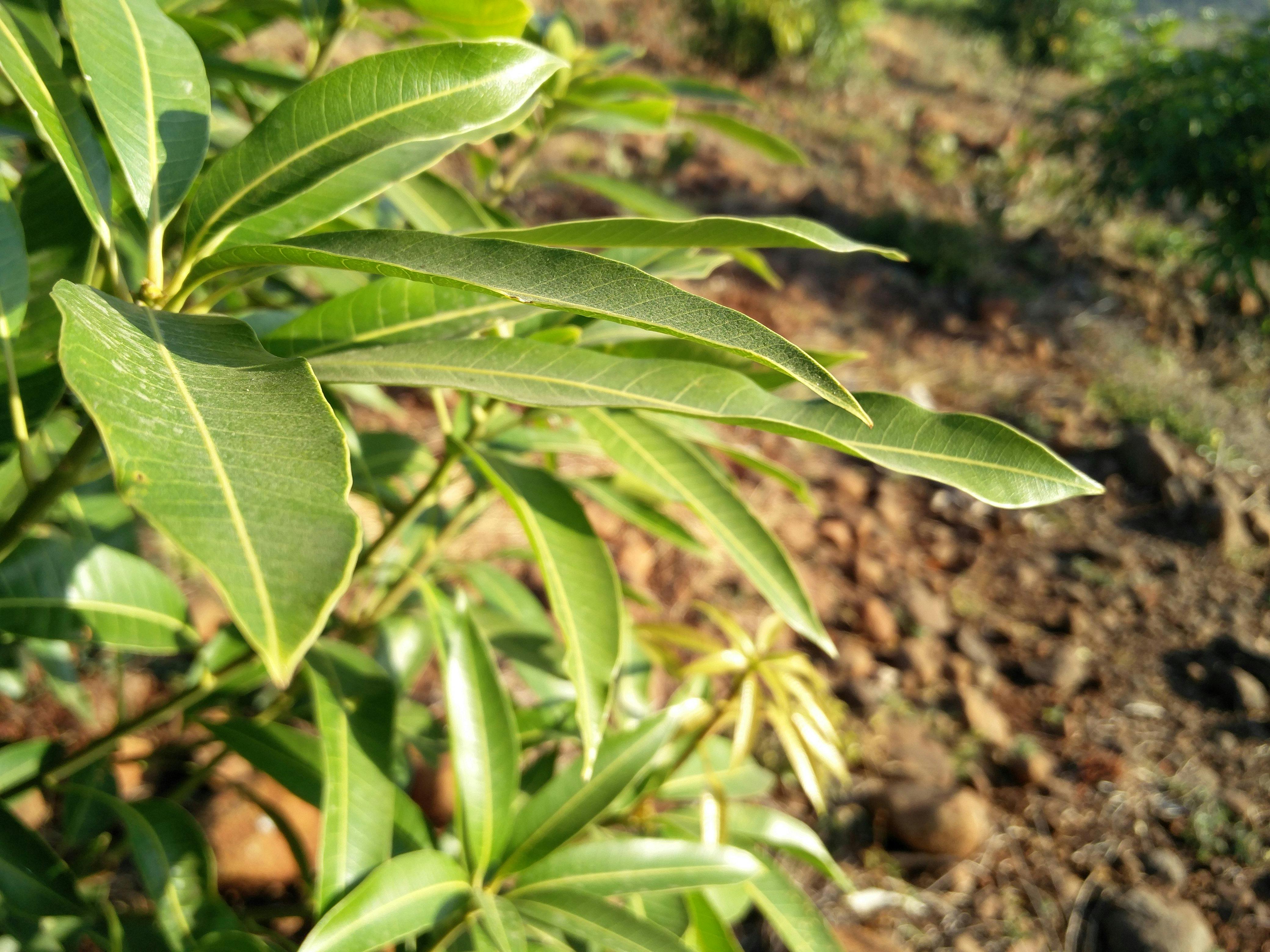 86 Gambar Daun Mangga  Gambar  Pixabay