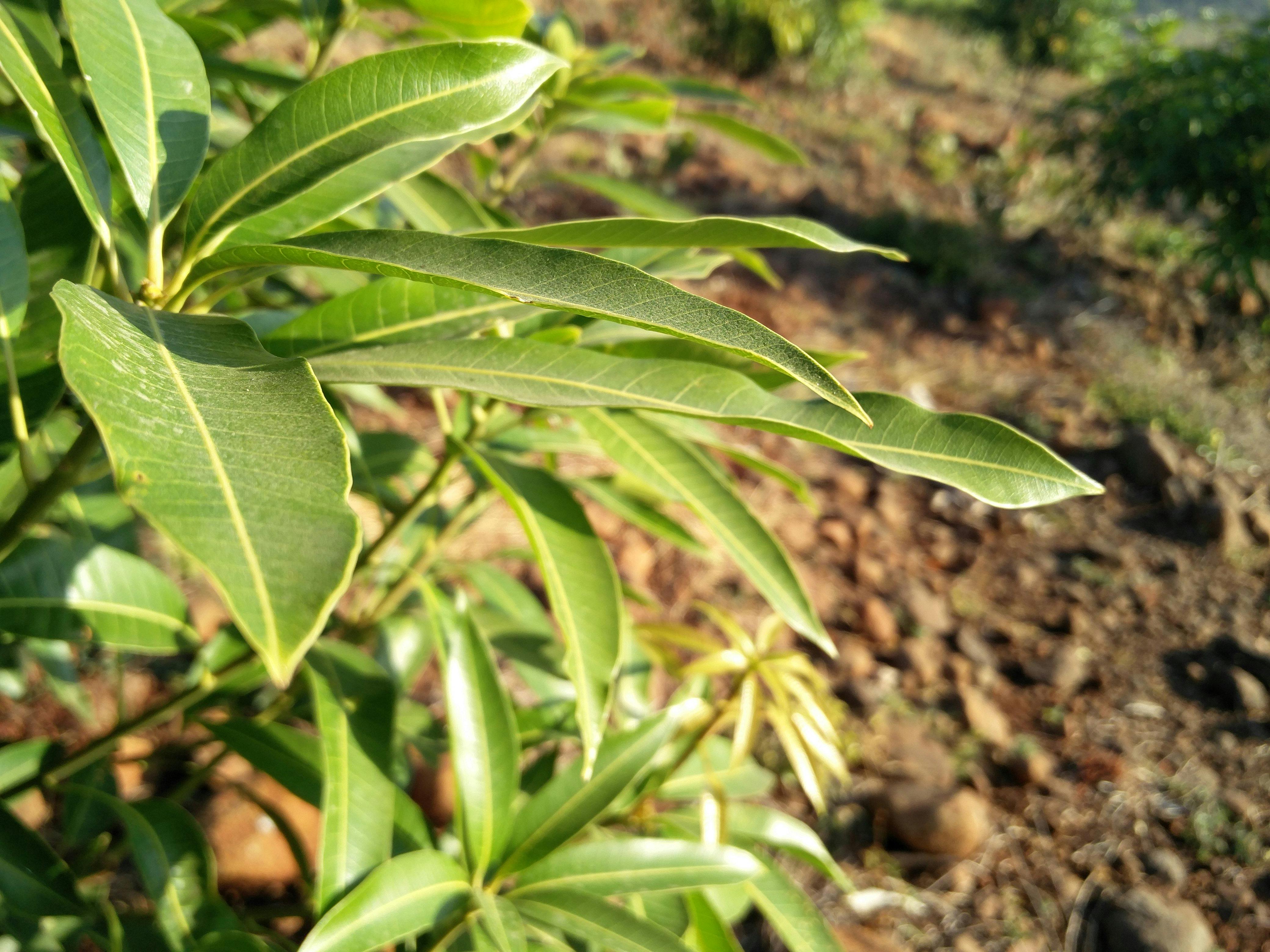 Free stock photo of green leaf, mango leaf, mango pllant
