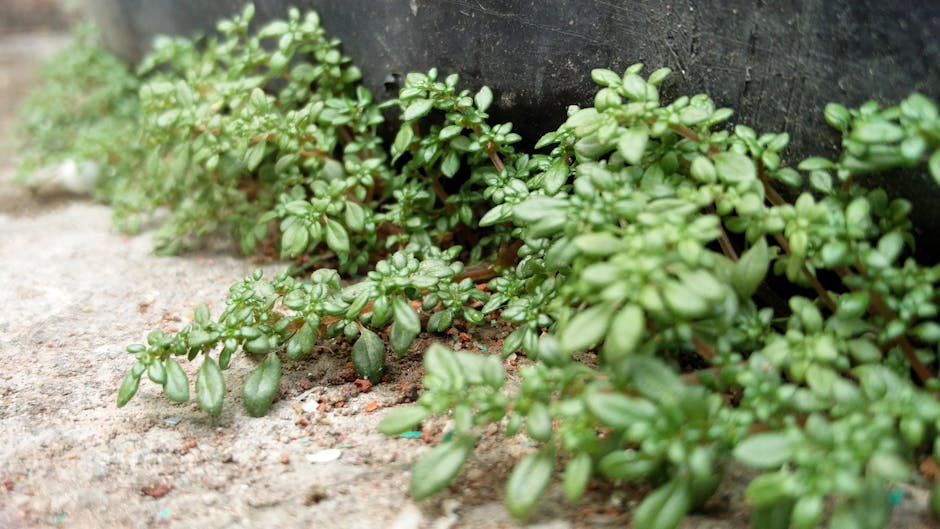 Close-up of green ground cover plants thriving outdoors by a garden container.