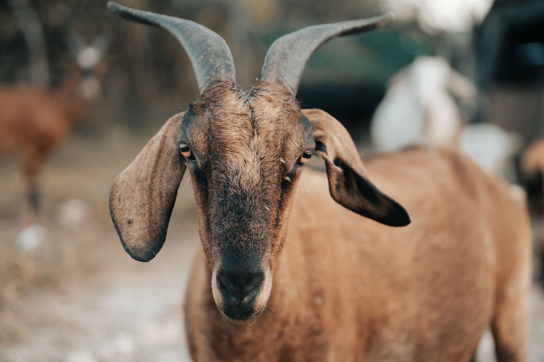 Veterinarian examining a goat during a checkup