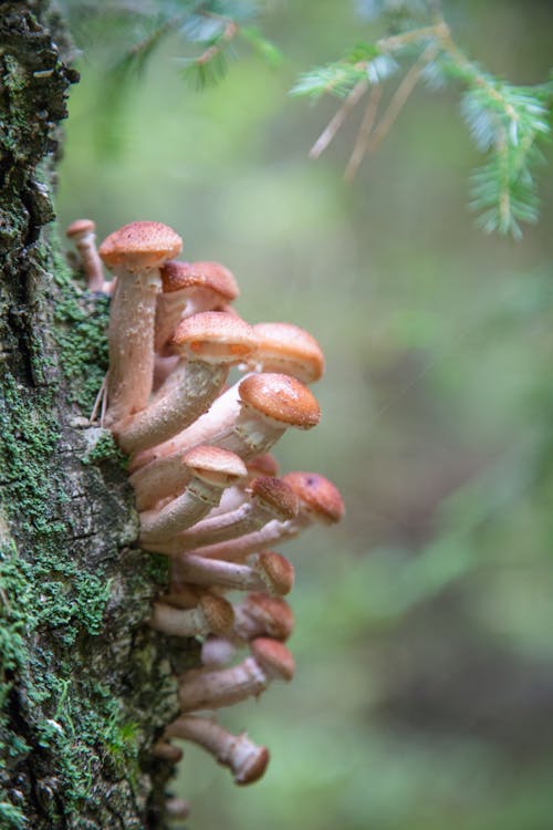 Honey Mushrooms on a Tree Trunk