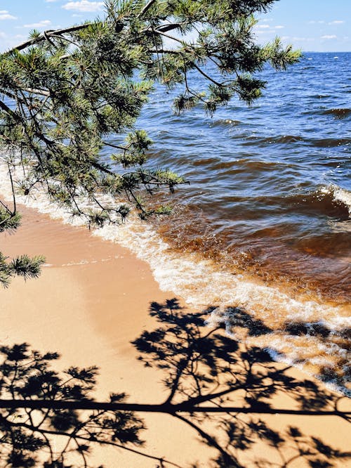 Foto profissional grátis de à beira-mar, água, árvore