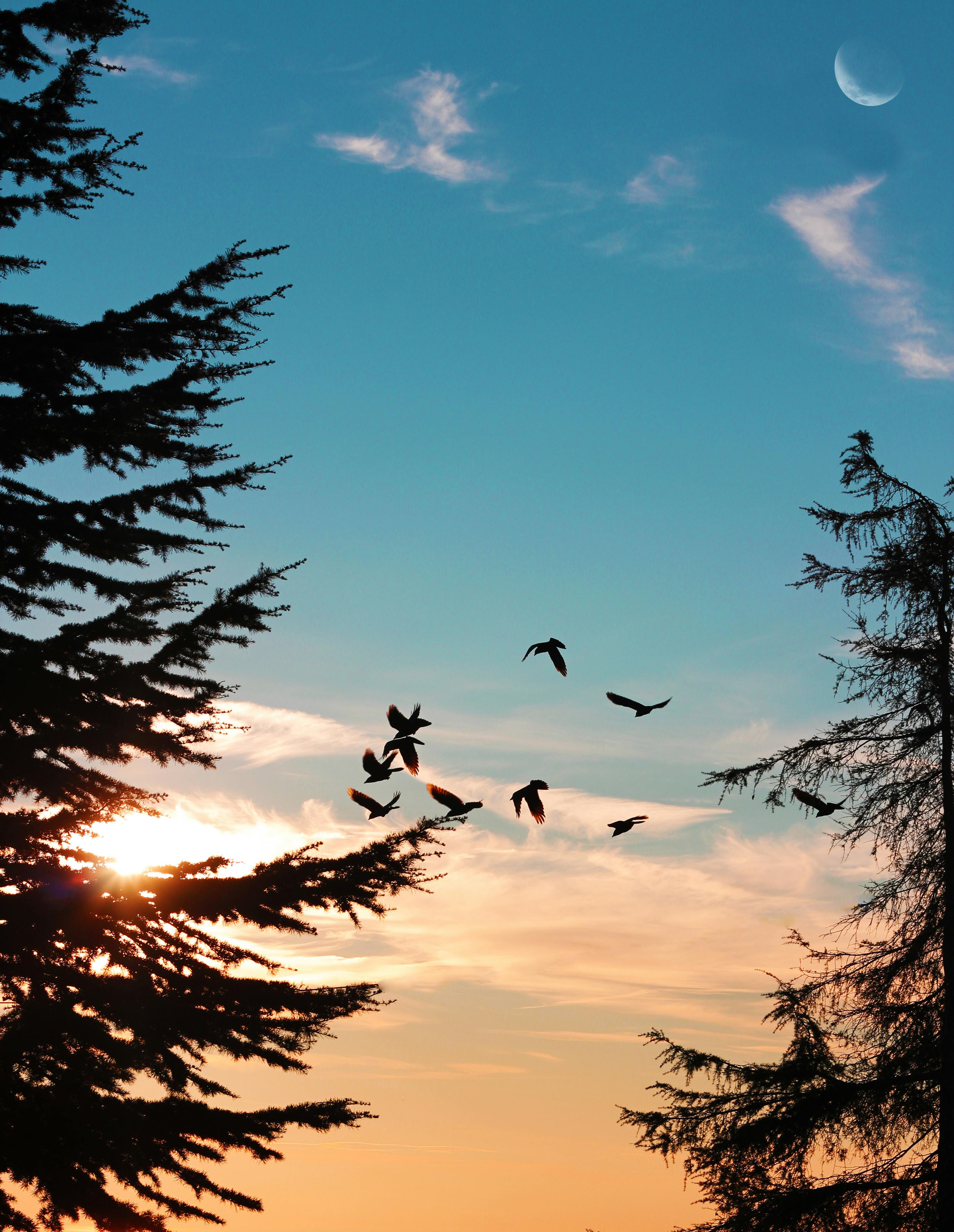 Flock Of Birds Flying Above The Mountain During Sunset · Free Stock Photo