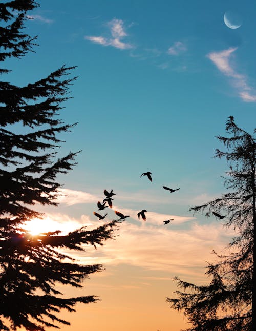 Silhouette of Flock of Birds Flying in the Sky