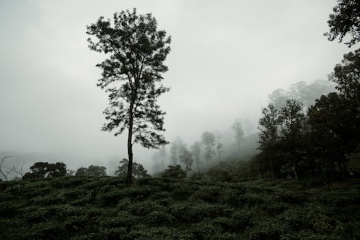 Image by Lena Goncharova