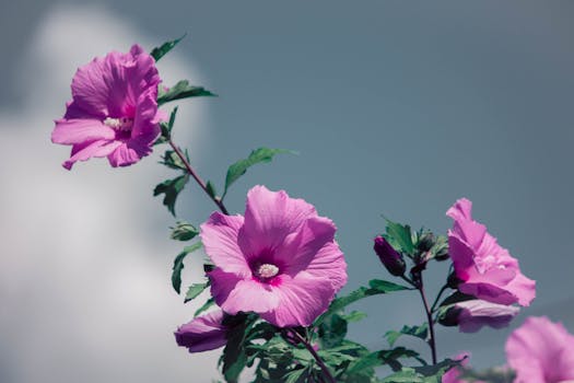 Close-up of pink hibiscus flowers blooming against a serene blue sky, showcasing natural beauty.