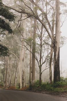 Serene foggy forest road lined with tall eucalyptus trees in misty weather.