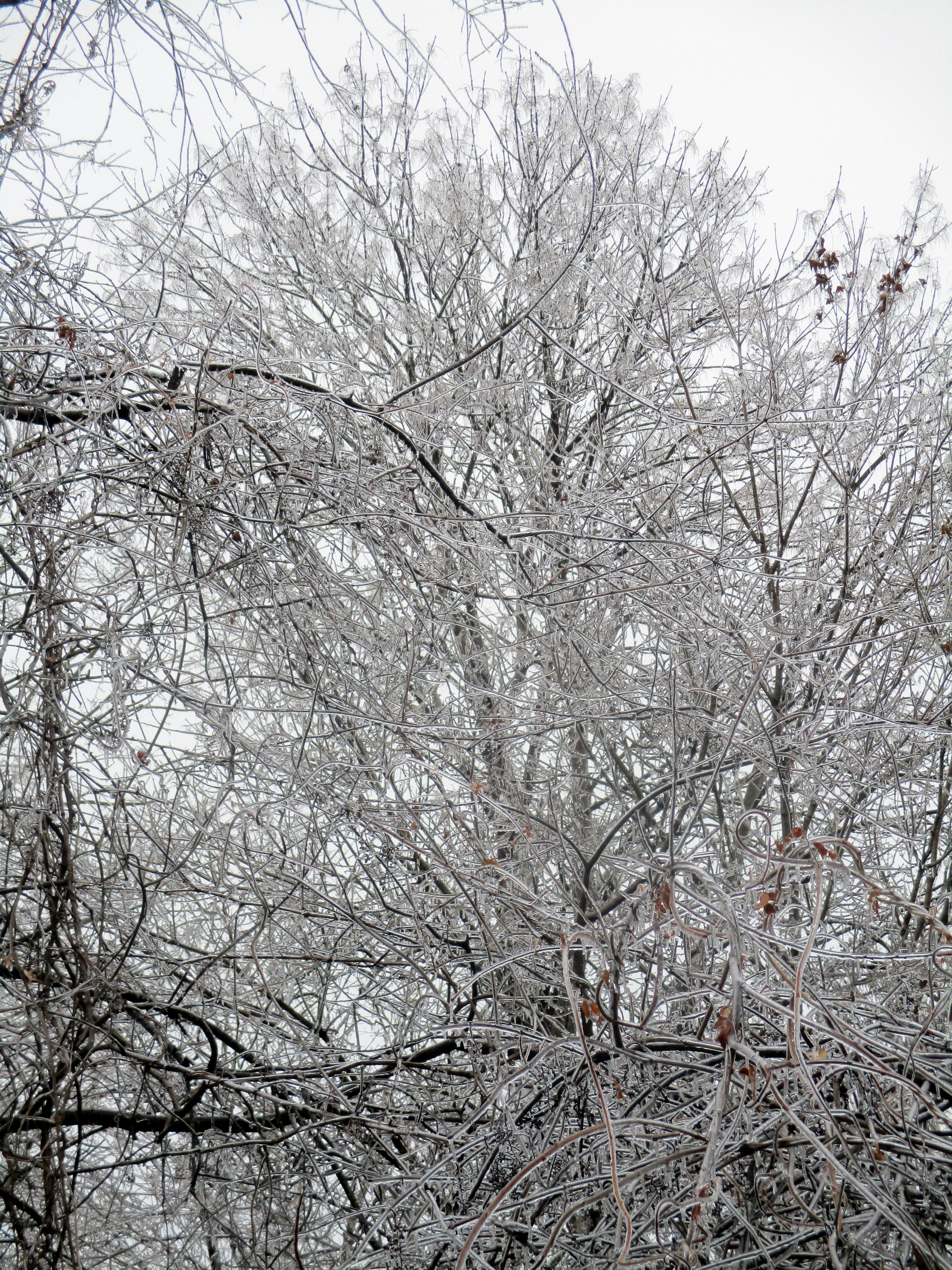Free stock photo of ice, trees, winter