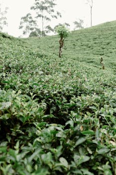 Image by Lena Goncharova