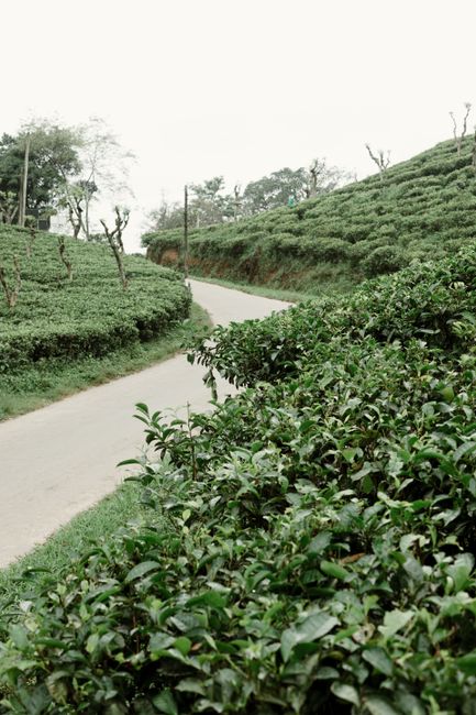 A winding road through lush green tea plantations in Sri Lanka, showcasing natural beauty.