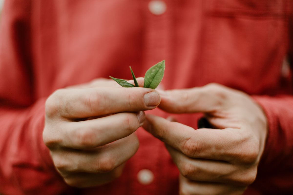 A hand holds a freshly plucked tea shoot, two young leaves and a bud, between finger and thumb on a Nuwara Eliya slope.