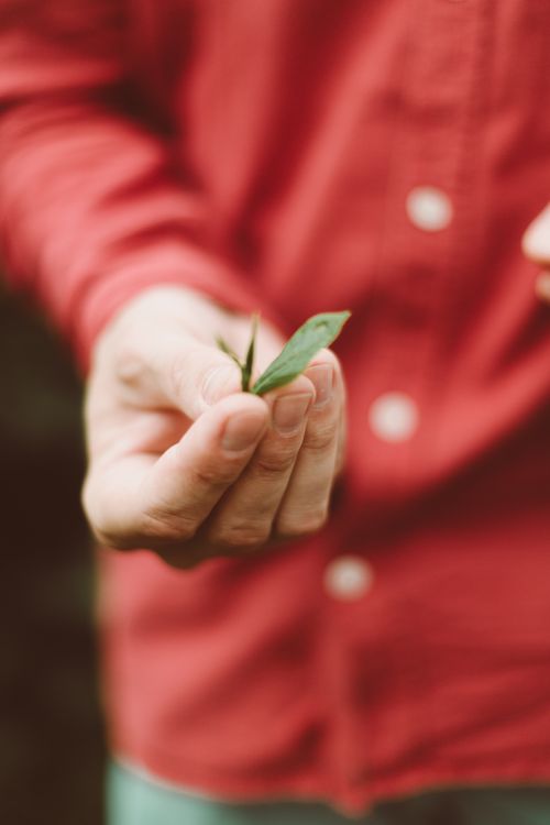 Free A person in red long sleeves holding a green tea leaf, outdoor setting in Sri Lanka. Stock Photo