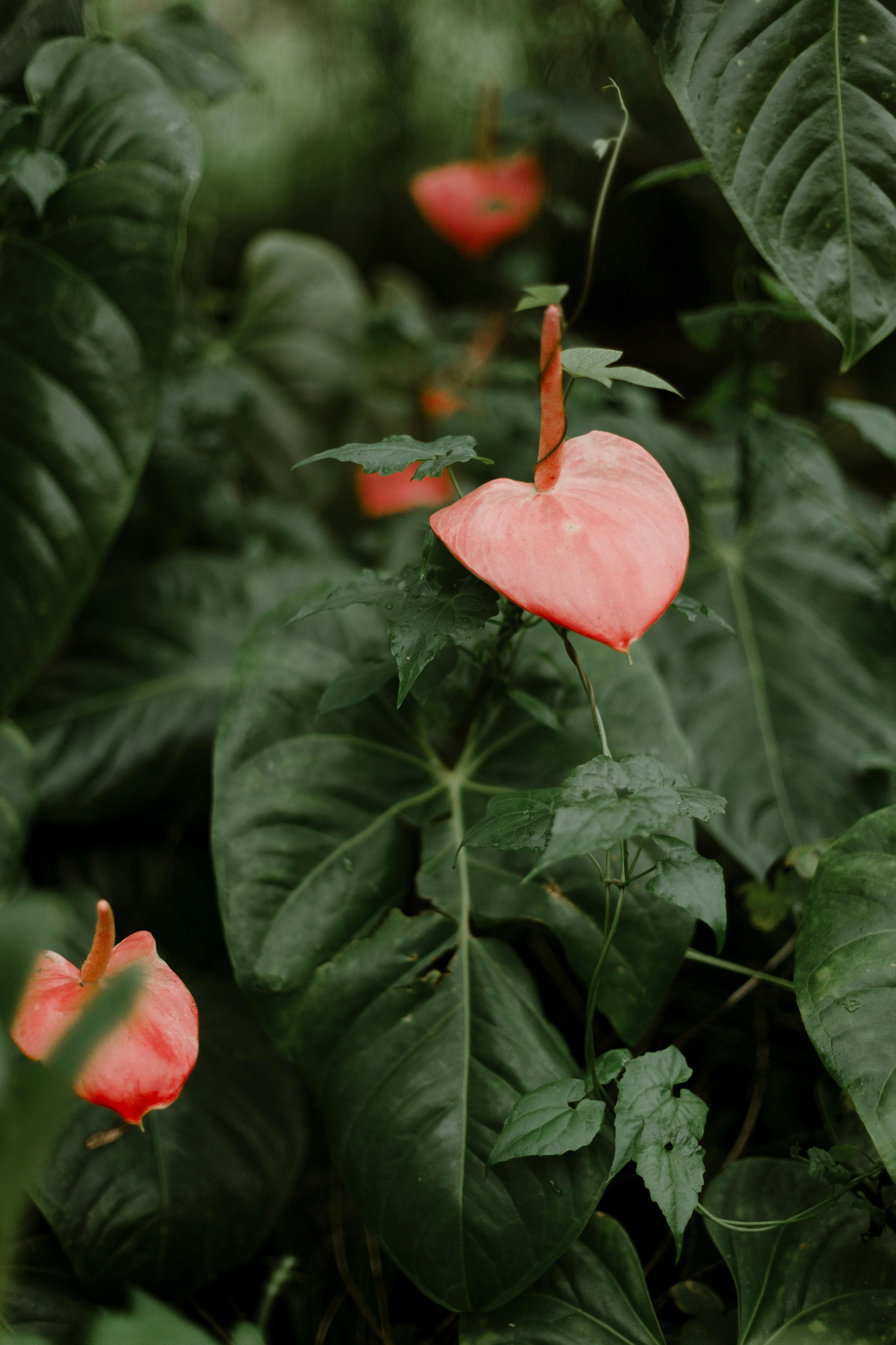 Close-up of a vibrant red Anthurium flower amidst lush green foliage in Sri Lanka's jungle.