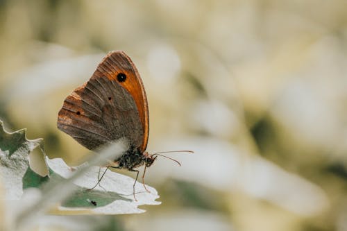 Close Up Photo of a Butterfly