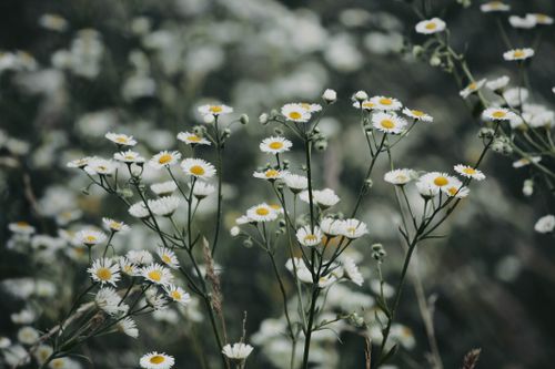 Free Beautiful close-up of white daisies blooming in a natural outdoor setting. Stock Photo