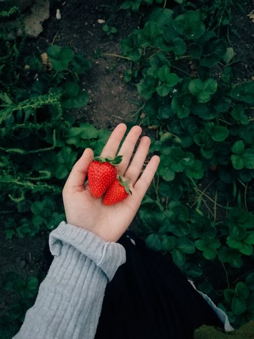 Free Hand holding fresh ripe strawberries among green leaves, showcasing garden harvest Stock Photo