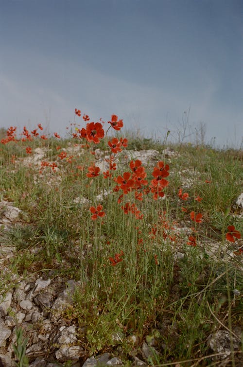 Gratis stockfoto met bloei, bloeiende planten, buiten