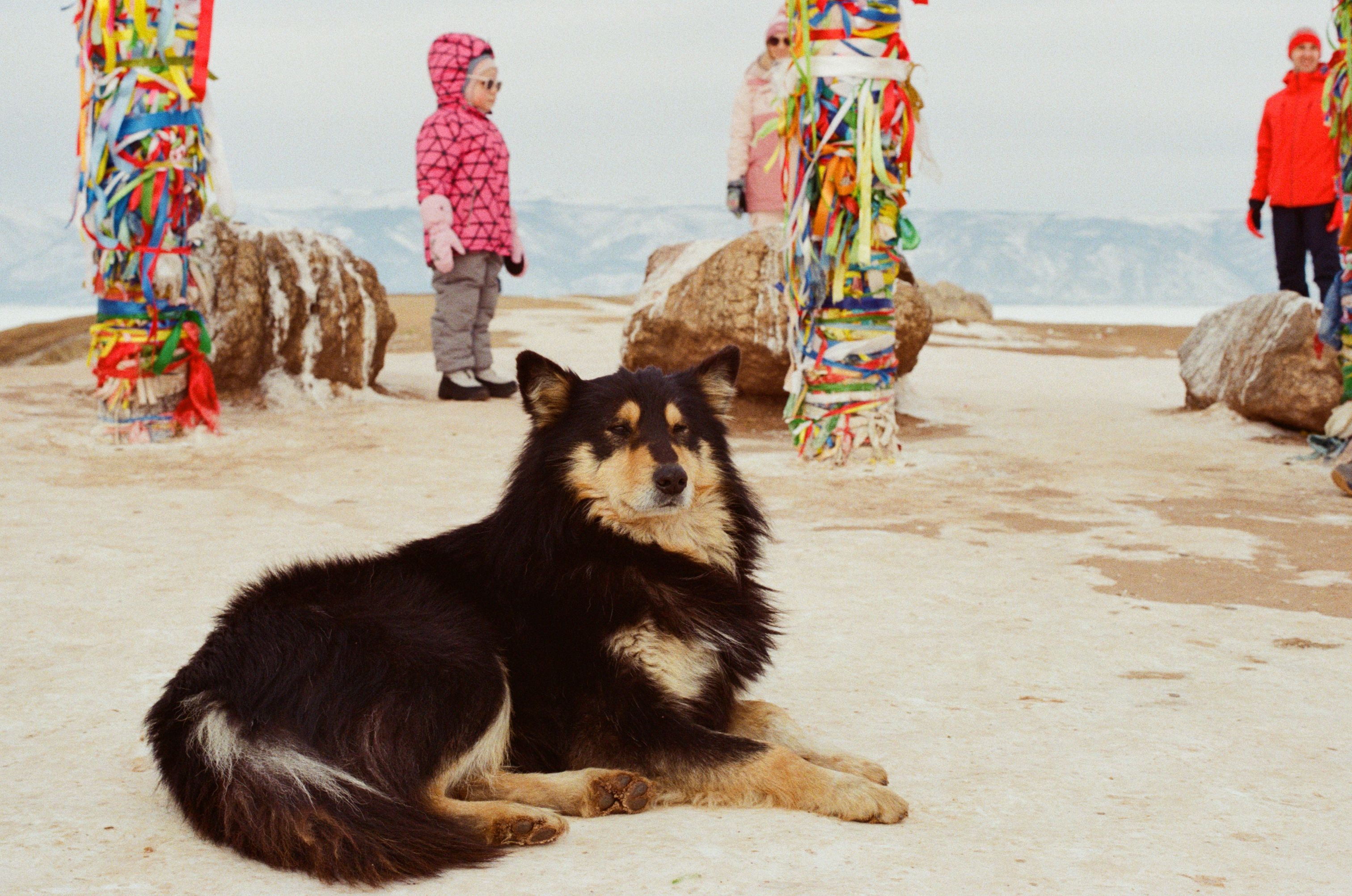 A Finnish Lapphund rests on a mountain top with children and colorful poles in the background.