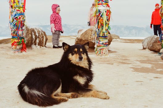 A Finnish Lapphund rests on a mountain top with children and colorful poles in the background.