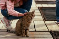 Brown Tabby Cat on Brown Wooden Deck