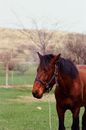 Brown Horse on Green Grass Field