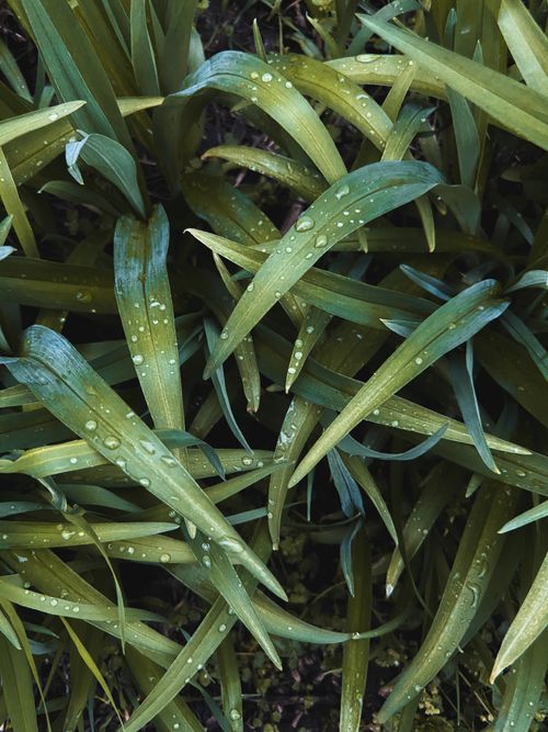 Free Close-up of vibrant green leaves with fresh water droplets, showcasing natural beauty. Stock Photo
