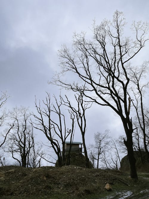 Bare Trees Under Cloudy Sky