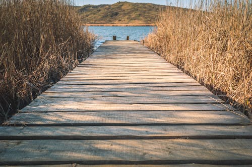 Free Brown Wooden Dock With Brown Grasses Stock Photo
