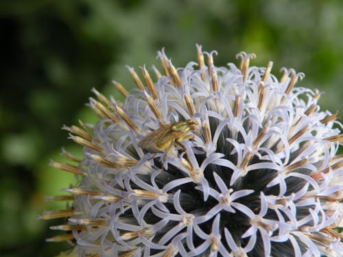 White Petaled Flower