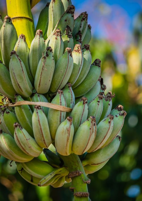 Free Cluster of unripe green bananas growing on a tree in Bauru, SP, Brazil. Stock Photo