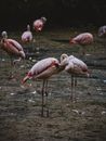 Flamingos in the Wild