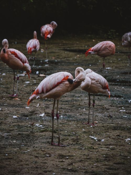 Free Captivating image of flamingos displaying natural beauty in Clères, Normandie. Stock Photo