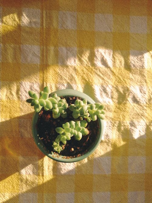 Free A succulent plant in a pot viewed from above on a sunny checkered tablecloth. Stock Photo