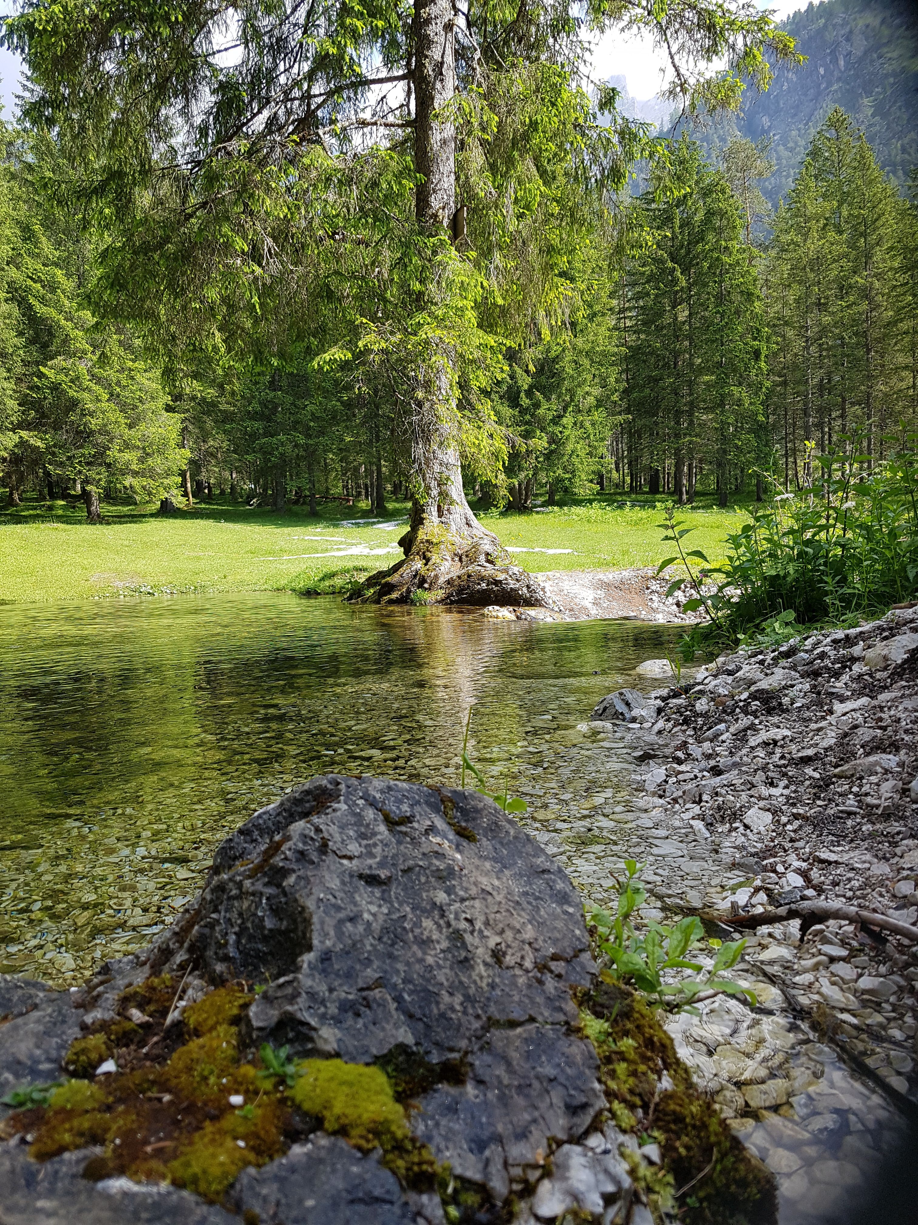 Tranquil creek surrounded by lush forest in Calalzo di Cadore, Italy.