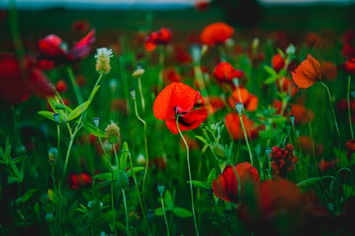 Close-up Shot of Blooming Poppy Flowers