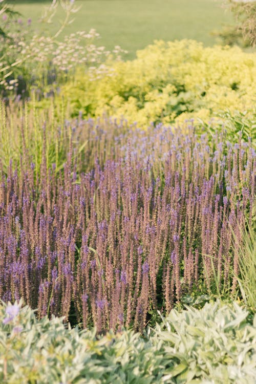 Yellow and Purple Flower Field