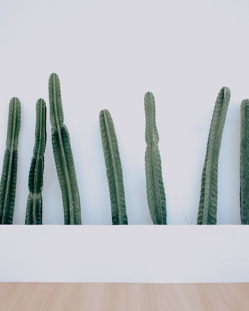 Long Leaves on White Background