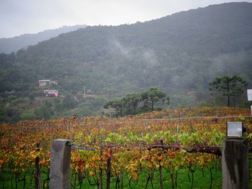 Free stock photo of serra gaucha, uva, vinho Stock Photo