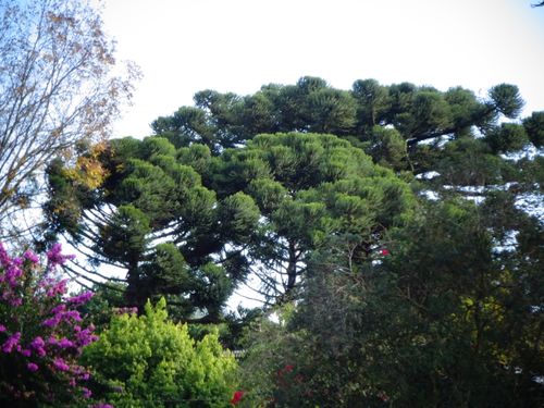 Free stock photo of araucaria, árvore, tree Stock Photo