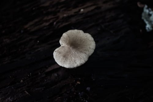 Free A Mushroom on a Black Surface Stock Photo