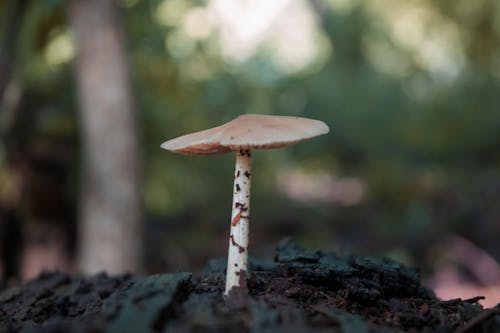 Free stock photo of close-up, forest, mushroom Stock Photo