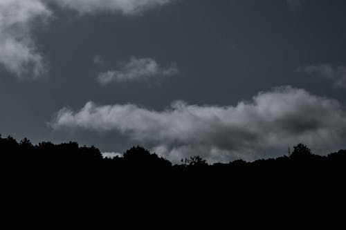 무료 구름, 나무, 블랙 앤 화이트의 무료 스톡 사진