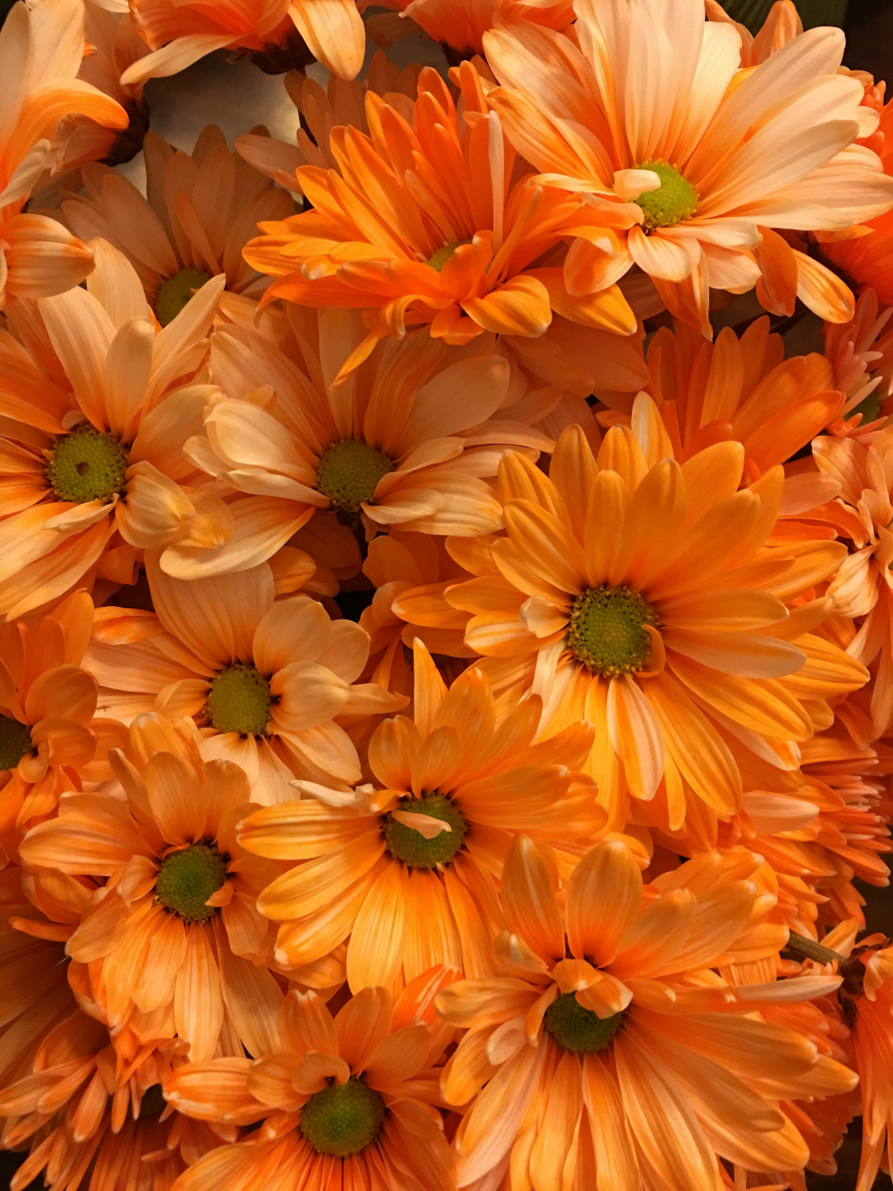 オレンジ オレンジの花 オレンジ色の花の無料の写真素材