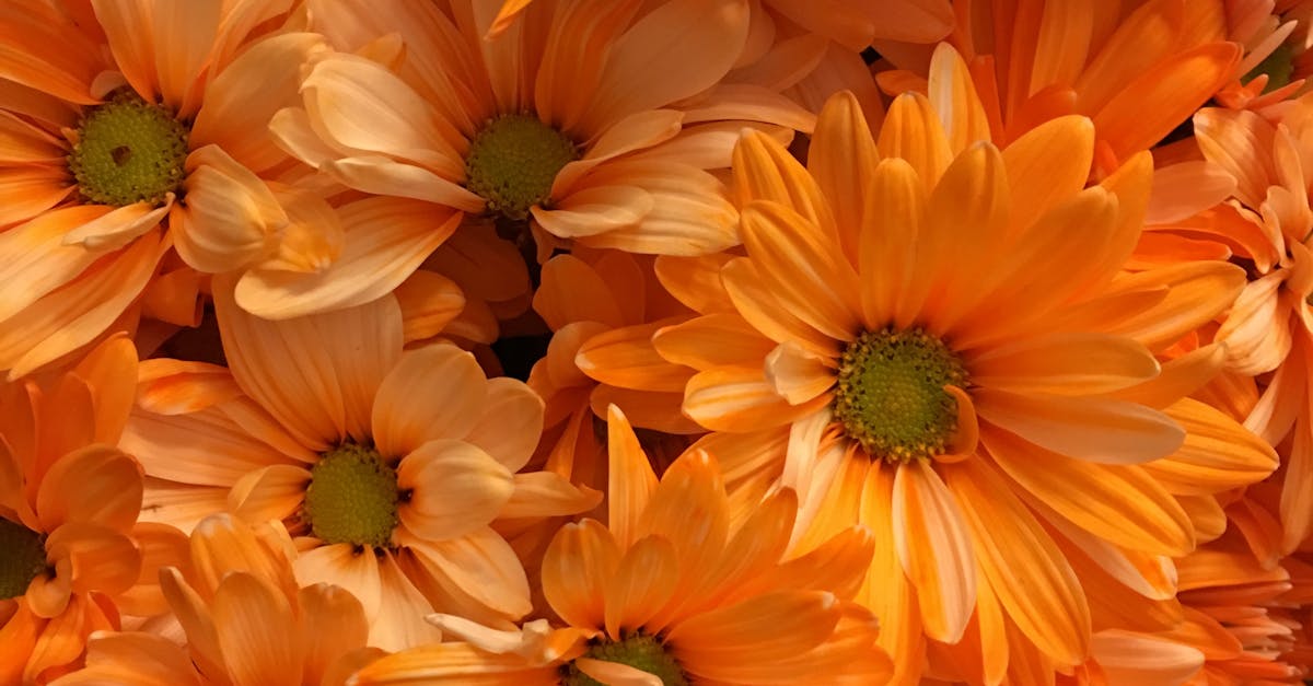 オレンジ オレンジの花 オレンジ色の花の無料の写真素材 オレンジ オレンジの花 オレンジ色の花の無料の写真素材