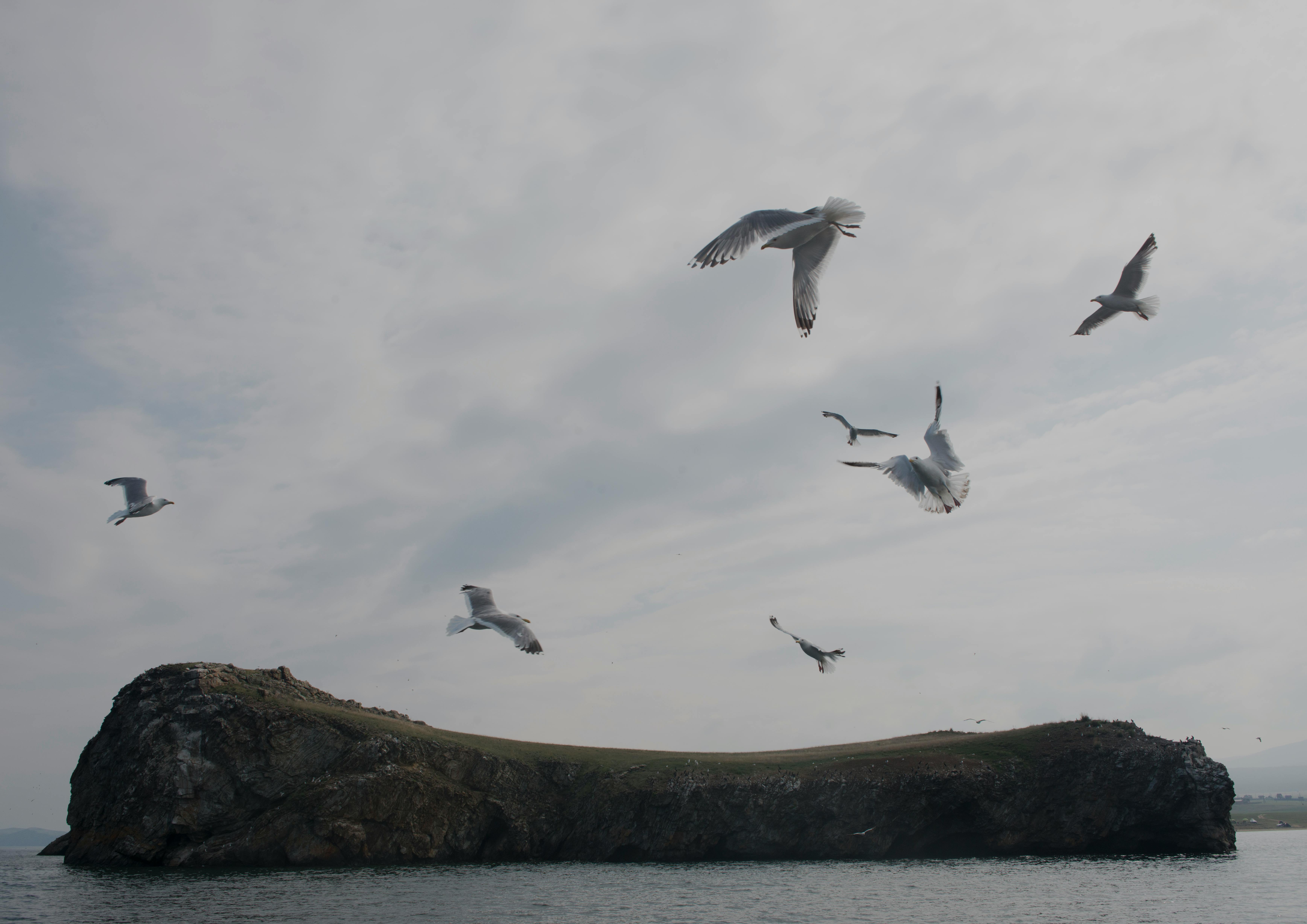 A serene scene of seagulls flying over a rocky island in Russia, showcasing natural beauty.