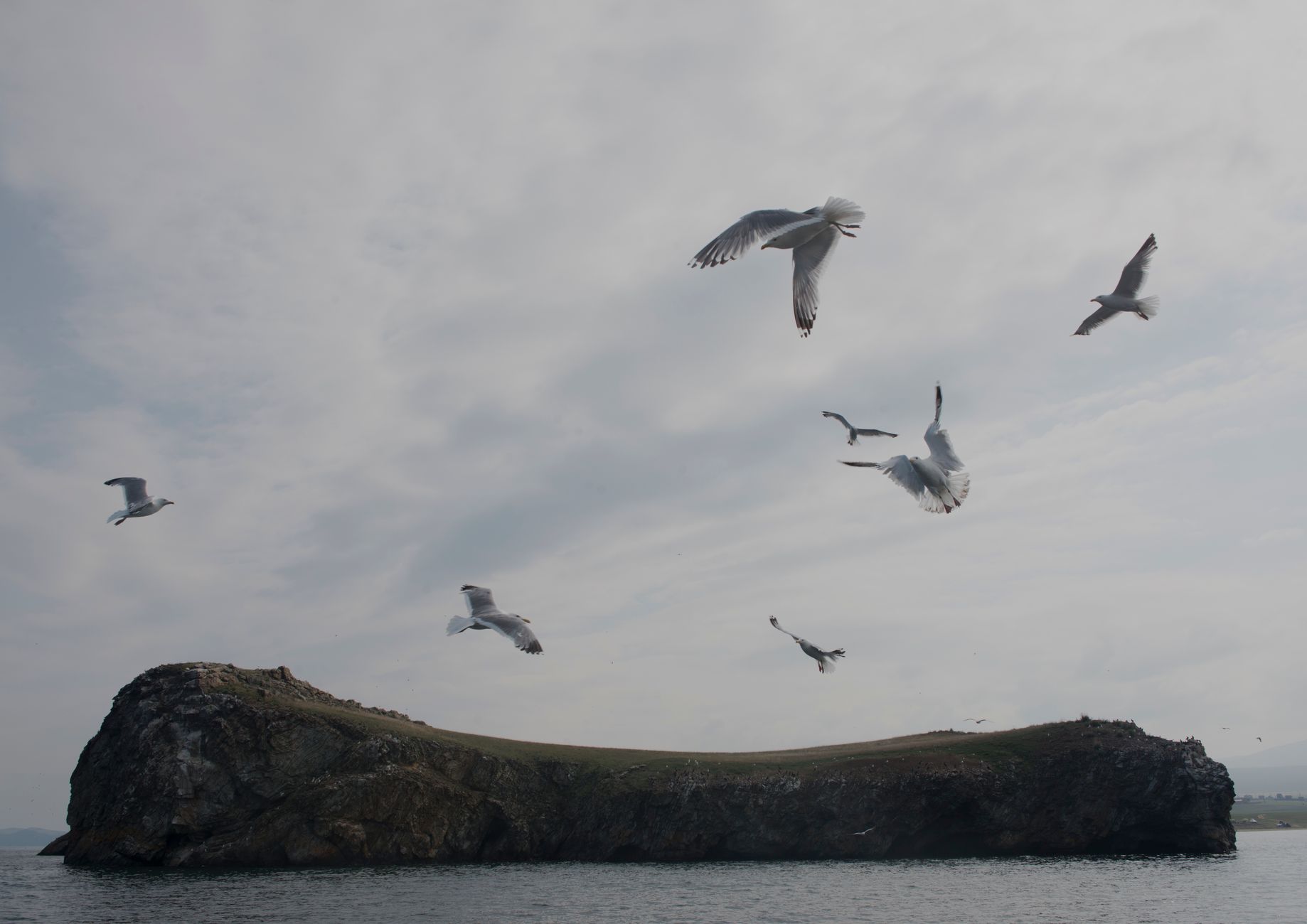 A serene scene of seagulls flying over a rocky island in Russia, showcasing natural beauty.