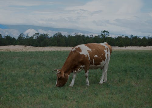 Δωρεάν στοκ φωτογραφιών με αγελάδα, βοδινός, βοσκή Φωτογραφία από στοκ φωτογραφιών