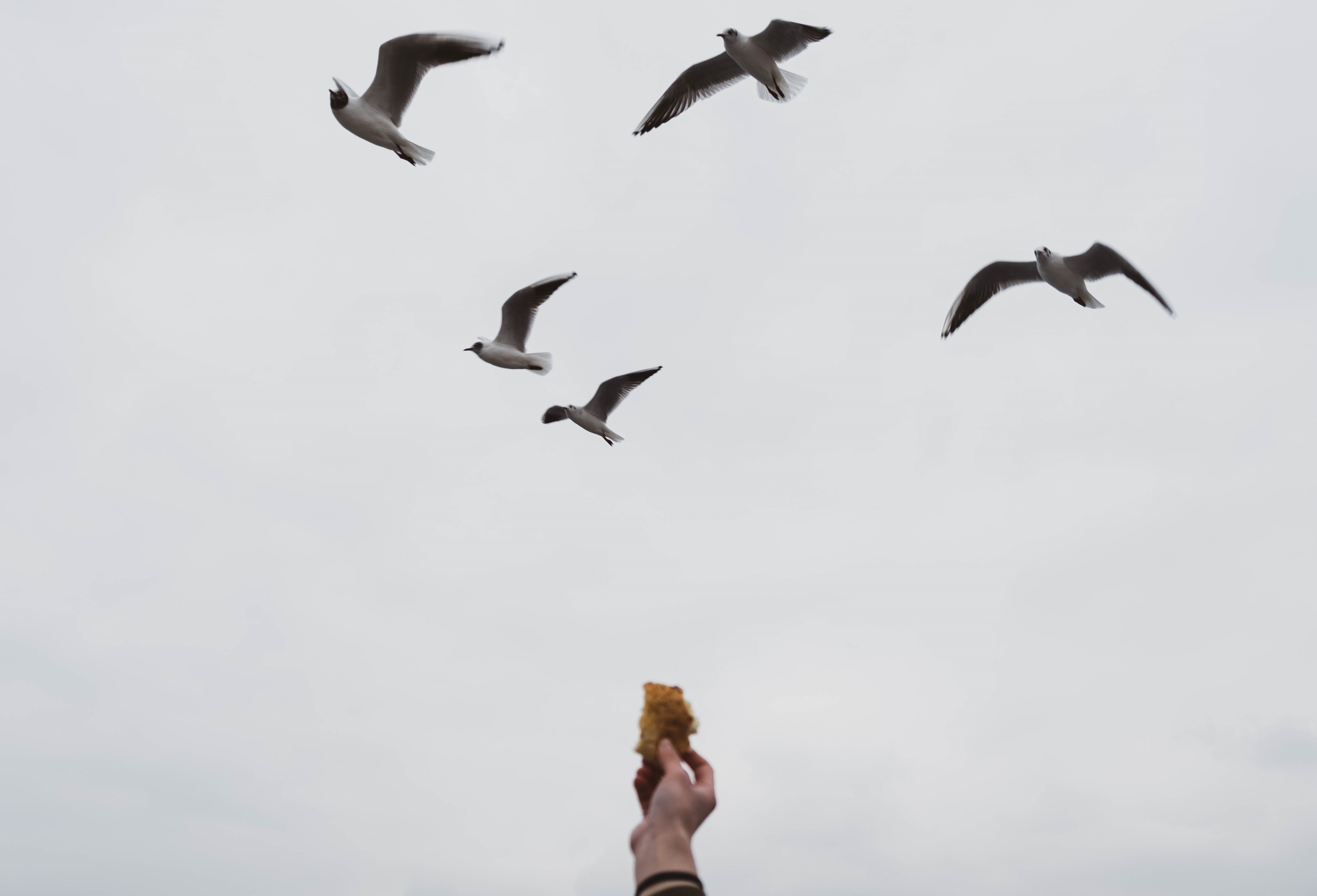 Flock of Birds Flying Under White Clouds · Free Stock Photo